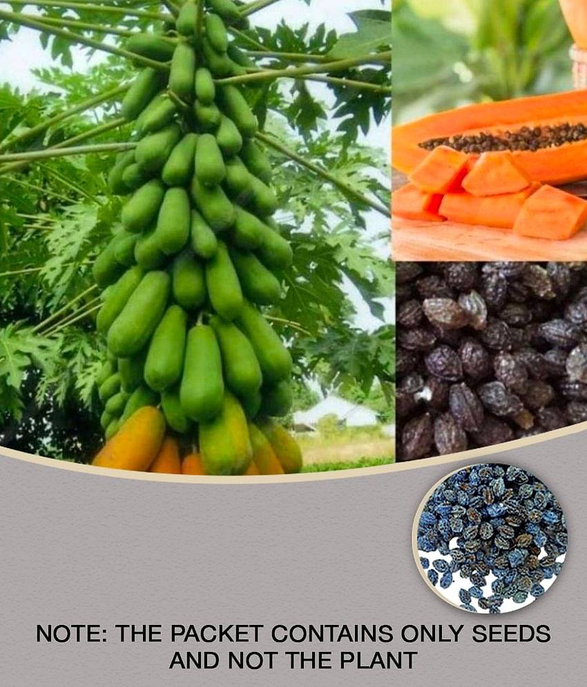 Papaya, Papita Honey Dew Fruit | Pack of 50 Seeds - WITH MANUAL