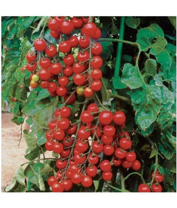 R-DRoz Cherry Tomato Best Quality Seeds - Pack of 50 Hybrid Seeds