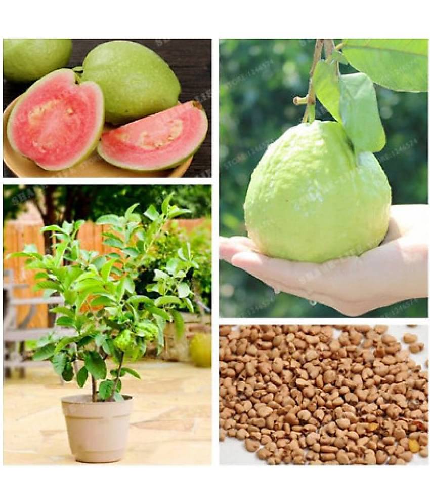 Golden Hills Farm Dwarf Sweet White Guava/Psidium guajava Fast Growing 50 seeds