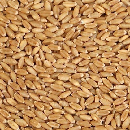 Wheat Grain / Gehoon / Godhi - fine quality