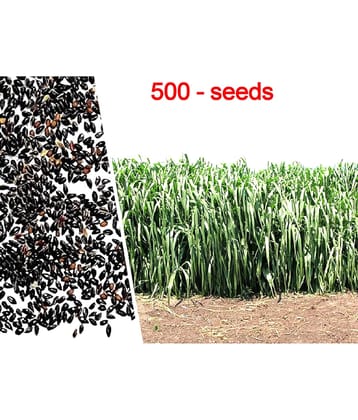 SUPER NAPIER GRASS ( PACK OF 500 SEEDS) WITH MANUAL