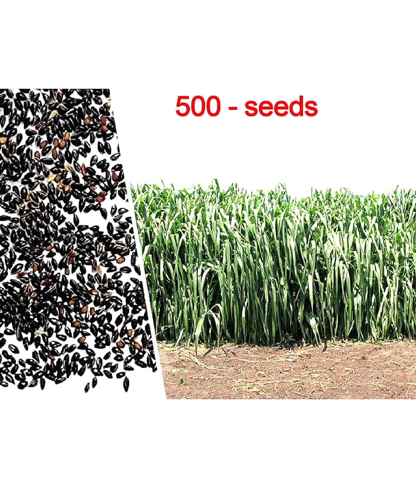 SUPER NAPIER GRASS ( PACK OF 500 SEEDS) WITH MANUAL