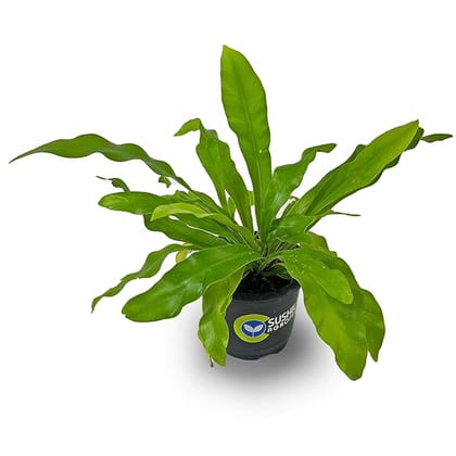 Sushila Agrofert's Birds Nest Fern Live Plant Natural Ornamental Home Decor Plant