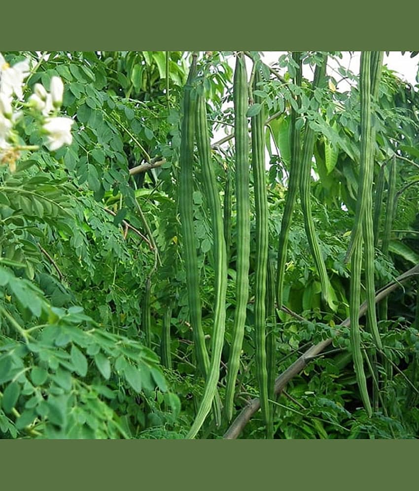 Jignisha Seeds Drumstick Vegetable ( 15 Seeds )