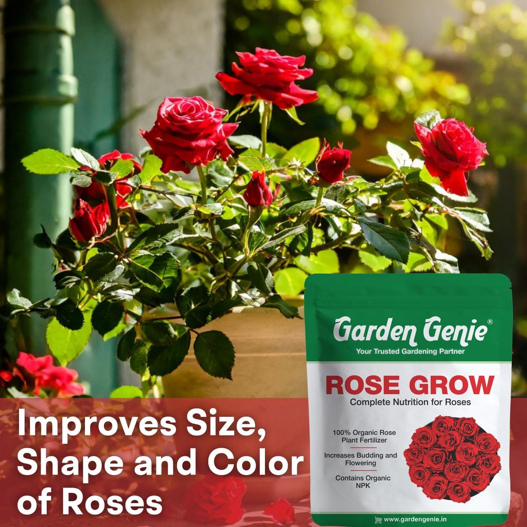 Garden Genie Rose Grow 800 Gm | Organic Plant Food Fertilizer Powder For Rose Plants | Promotes Growth, Flowering, Vibrant Blooms | Rich In Essential Nutrients