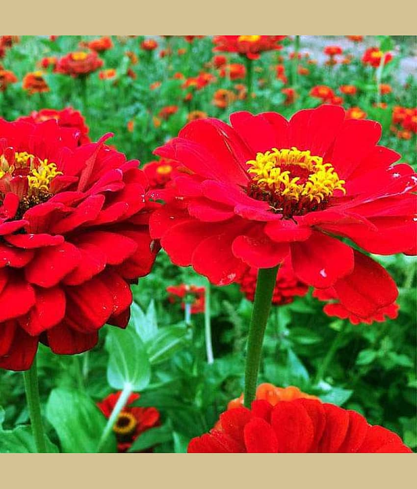 CLASSIC GREEN EARTH - Zinnia Flower ( 30 Seeds )