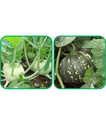 Aero Seeds Pumpkin ( 30 Seeds) And Knol Khol ( 50 Seeds) Vegetable Seeds Pack