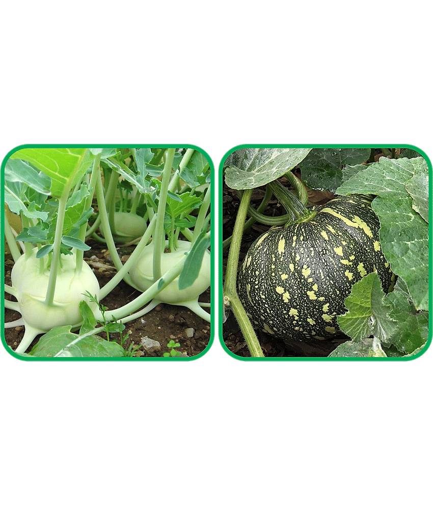 Aero Seeds Pumpkin ( 30 Seeds) And Knol Khol ( 50 Seeds) Vegetable Seeds Pack
