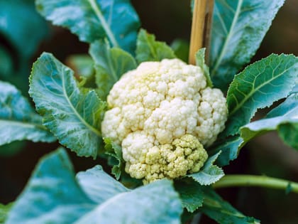 Cauliflower Seeds, Phool Ghobi for Home Garden Seeds Seed Pack Of  100