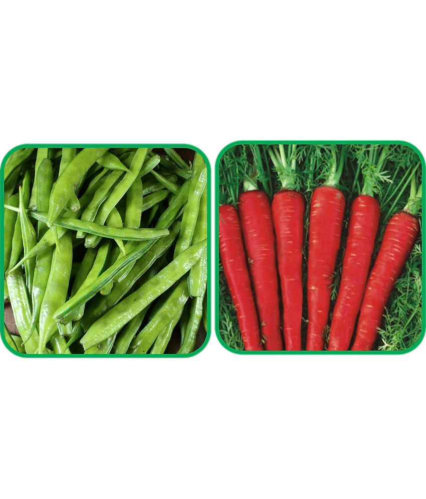 Aero Seeds Red Carrot ( 200 Seeds) And Cluster Beans ( 50 Seeds) Vegetable Seeds Pack