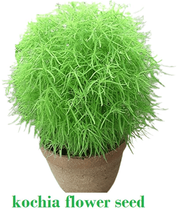 homeagro Kochia Bush Green Flower ( 20 - seed )Special for Home and Balcony Gardening