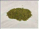 GREEN GRAM/ MOONG/ HARI MOONG SABUT