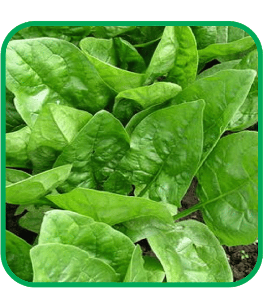 Aero Seeds Spinach Pack of 500 Seeds