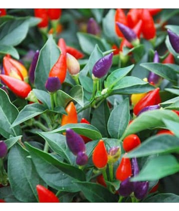 M-Tech Gardens Ornamental Chili Pepper Numex Twilight 30 Chilli Seeds Pack