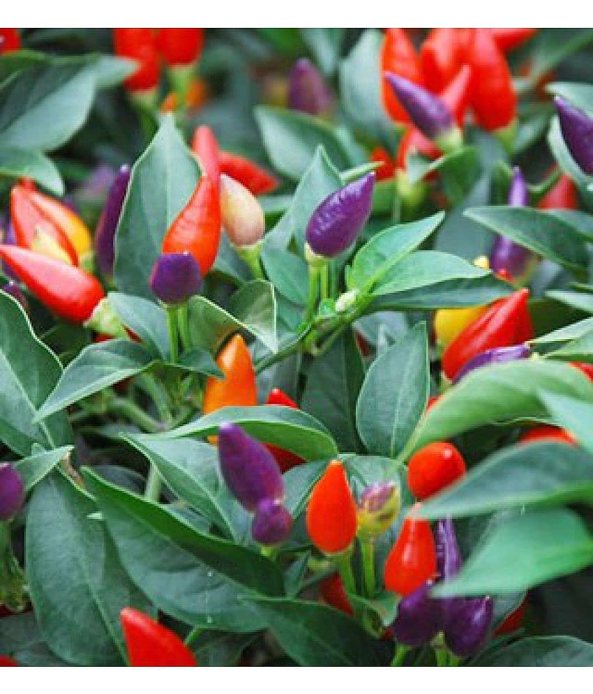 M-Tech Gardens Ornamental Chili Pepper Numex Twilight 30 Chilli Seeds Pack