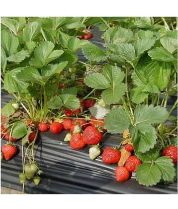 Gardens Giant Strawberry Rubygem Dense - Fruit 20 Seeds
