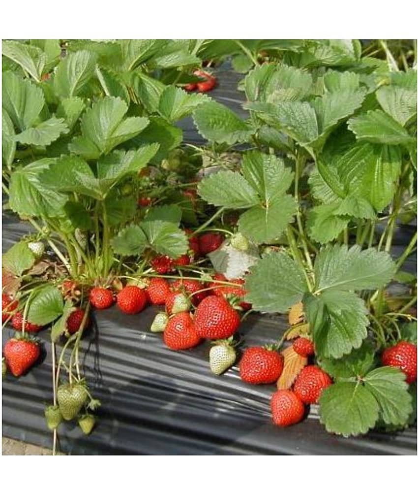 Gardens Giant Strawberry Rubygem Dense - Fruit 20 Seeds