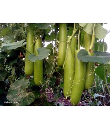 Bottle gourd long lauki 20 seeds high germination seeds with instruction manual