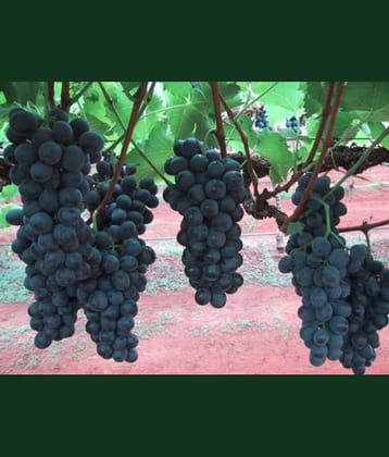 Grape Seeds - Dan Ban Hannah - GMO Free- Organic - MEDICINAL Fruit Seeds