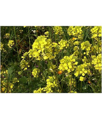 White mustard sarso 50 gm pack for mini gardenining purpose with manual