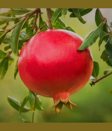 Cloud Farm Outdoor Fruit Plant ( Pack of 1 )