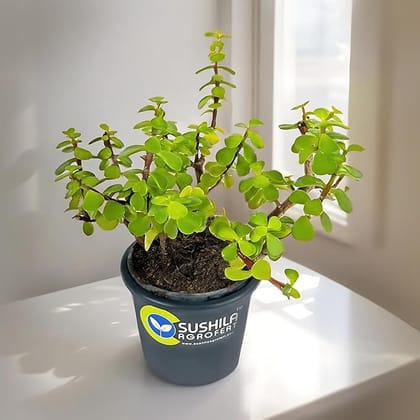 Sushila Agrofert's Jade Plant with Pot Good Luck Ornamental Indoor Feng Shui Plant