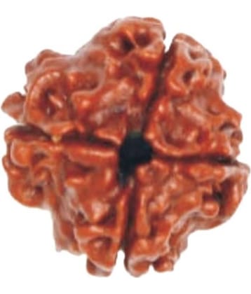 Shivansh Char Mukhi Certified Rudraksha