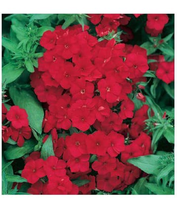 Phlox Scarlet Red Winter Flower Seeds with Coco Peat Seed Starter