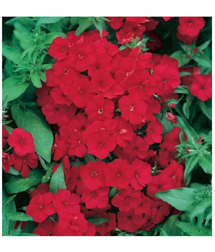 Phlox Scarlet Red Winter Flower Seeds with Coco Peat Seed Starter