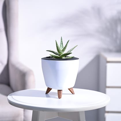 Aloe Blizzard Plant-Ivory / Krish