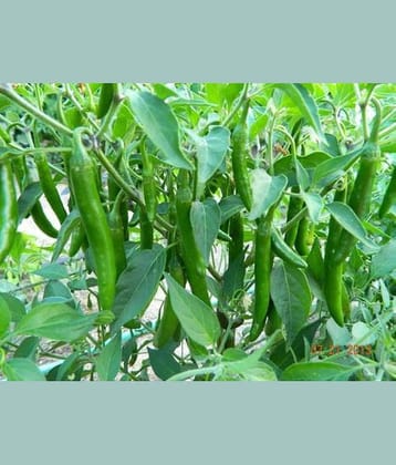 sky star agro & co. - Vegetable Seeds ( 50 seed )