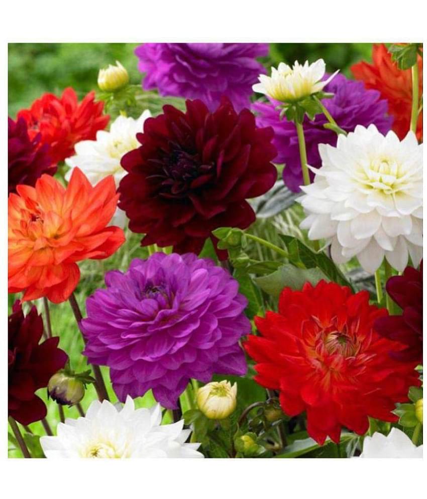 Dahlia Flowers Hybrid Seeds - Pack of 40 Exotic Seeds with growing soil