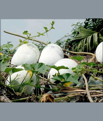 LiveNature Ash Gourd Vegetable ( 80 Seeds )