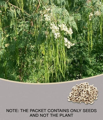 ROYAL PARADISE GARDEN PKM1 Rare Moringa oleifera Long Drumstick High Yielding 20 Seeds