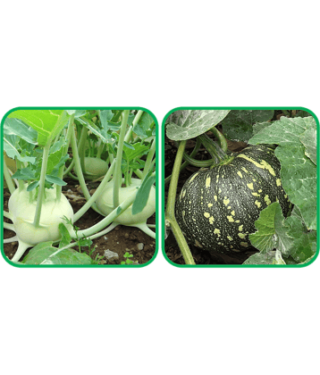 Aero Seeds Pumpkin ( 30 Seeds) And Knol Khol ( 50 Seeds) Vegetable Seeds Pack