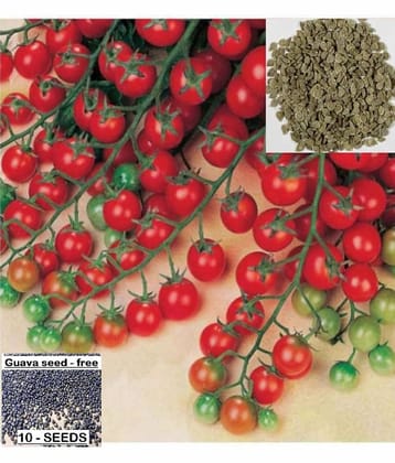 homeagro - Tomato Vegetable ( 50 Seeds )