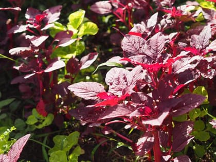 Red Spinach Seed, Amaranthus Leaf Lal Saag Cheera Seed Pack Of  500