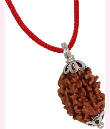 Astrodidi 3 Mukhi Lab Certified Rudraksha Pendant