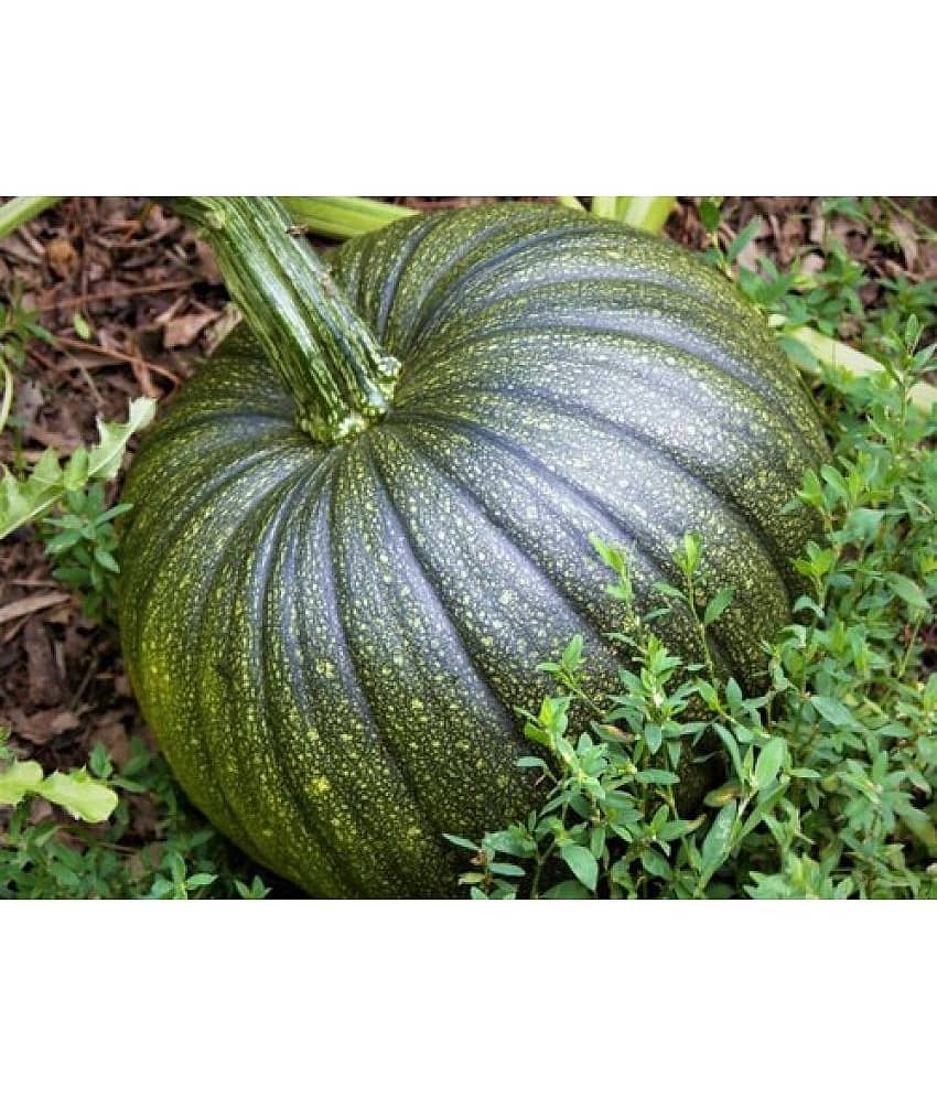 Pumpkin Kaddu Vegetables 20 Seeds F1 Hybrid Pack WITH GROWING MANUAL For Your Home Plant and Gardening