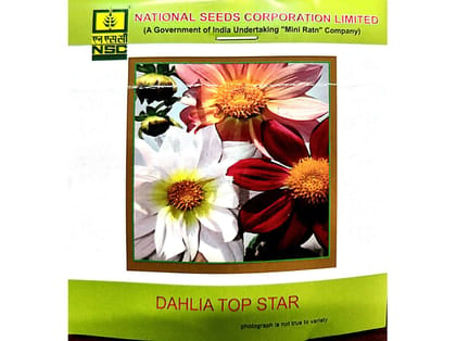 NSC Dahlia Top Star