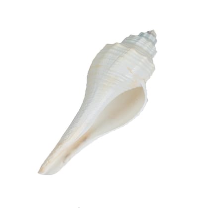 MAYAPURI Natural Conch Shell with Stand for Pooja, Decoration and Aquarium Home Mandir & Pooja Articles(Pack of 1)