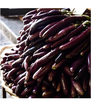 FLARE SEEDS Vegetables Long Brinjal Hybrid Seeds - 100 Seed Pack