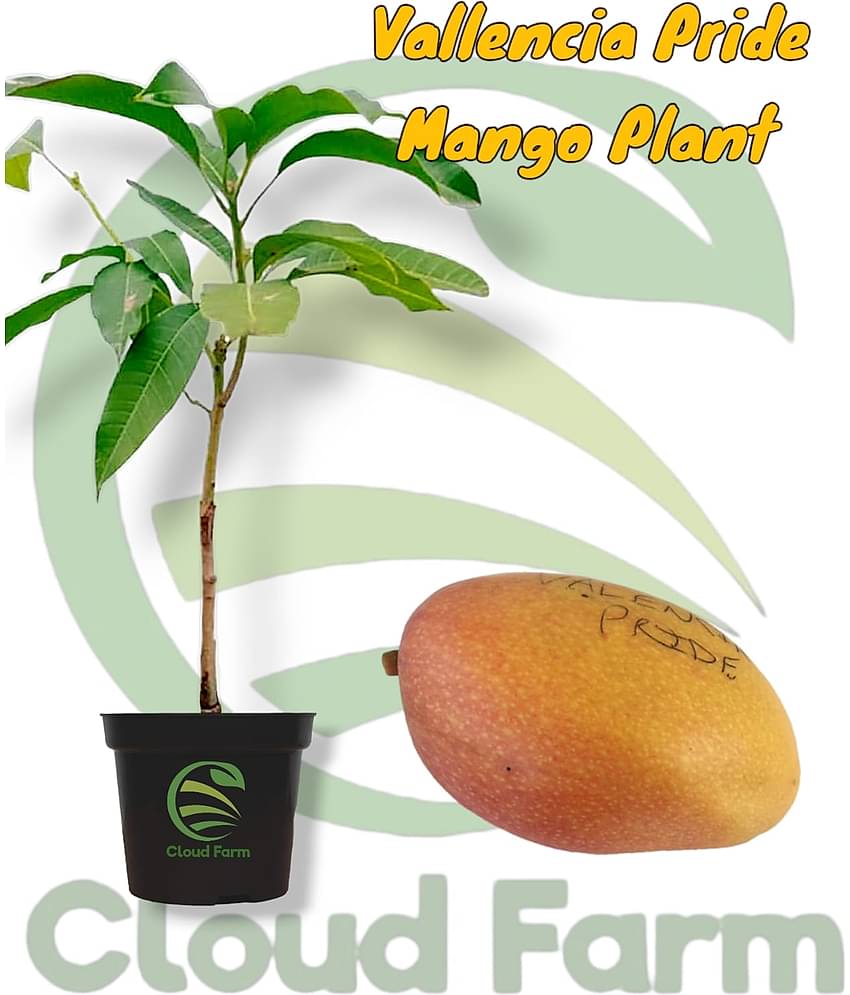 Cloud Farm Outdoor Fruit Plant ( Pack of 1 )