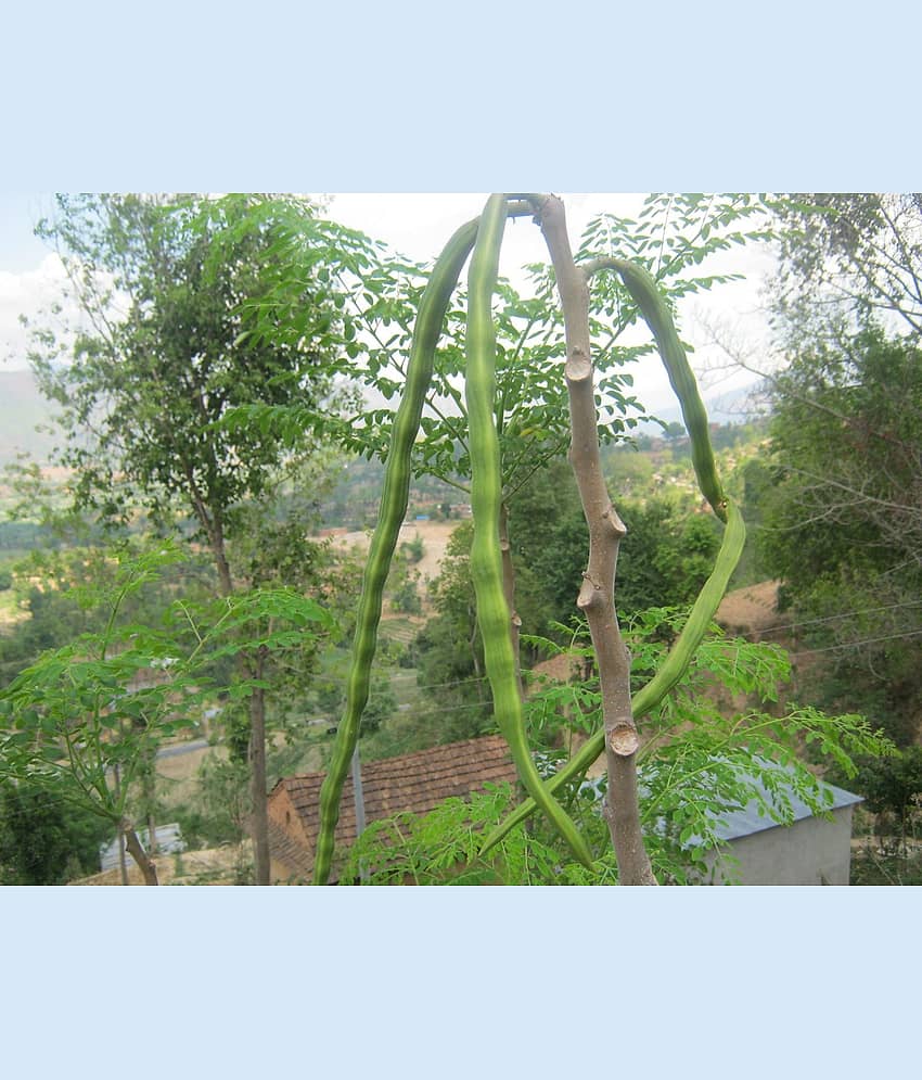 M-Tech Gardens Hybrid Moringa oleifera Drumstick Vegetable Tree Seeds ( 20 Seeds Pack : Hybrid Long Variety )