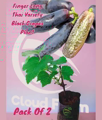 Cloud Farm Outdoor Fruit Plant ( Pack of 2 )