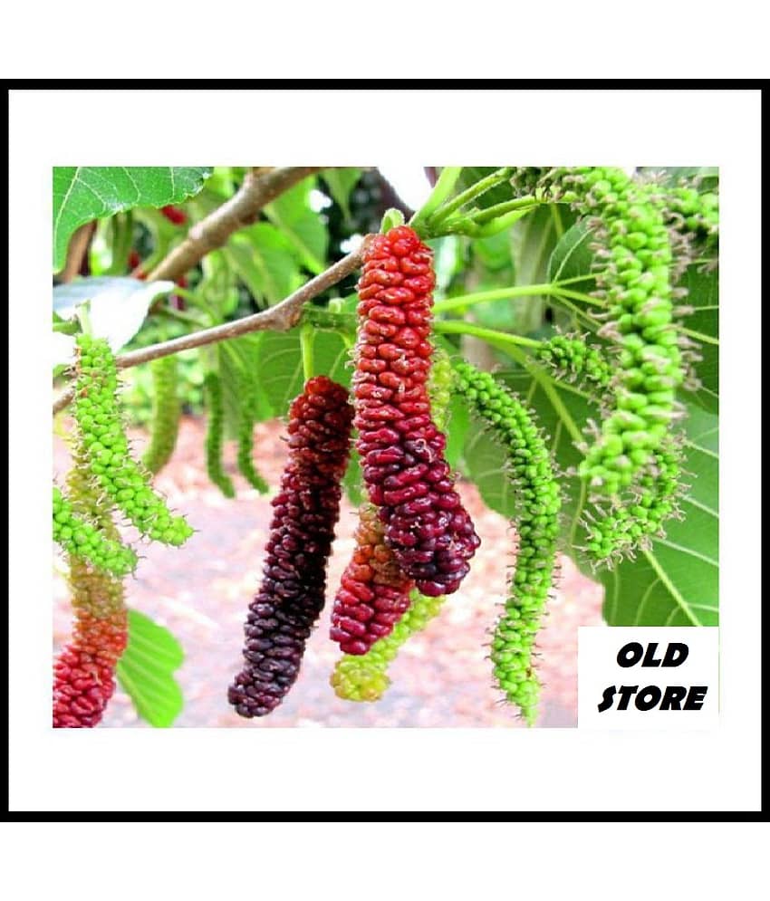 OLD STORE LONG MULBERRY 100 SEEDS FOR YOUR GARDEN WIH COCOPEAT AND MANUAL