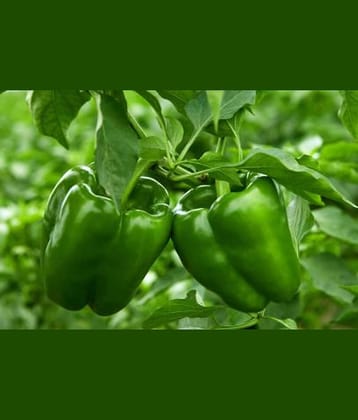 Hybrid Green Capsicum Vegetable F1 Hybrid shimla mirch 50 seeds PACK FOR HOME KITCHEN GARDENING USE WITH USER MANUAL