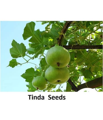 Indica Tinda Agri PNB-1 Hybrid ( 40 Seeds )