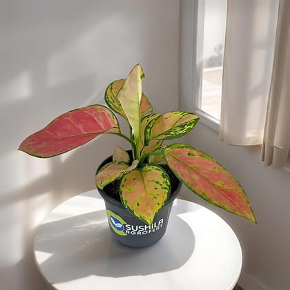 Sushila Agrofert's Aglaonema Pink Valentine Plant Ornamental Inoor Live Red Plant pack Of 2