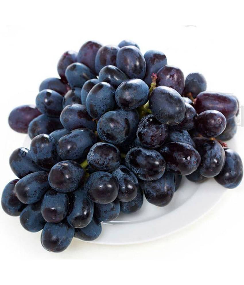 Nema Black Grape Seeds - 50Pcs